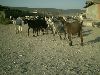 -tn-IMAG0095